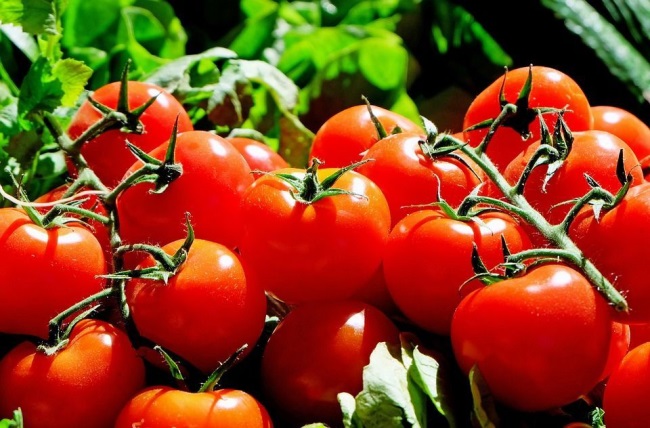 Польза помидоров для человека